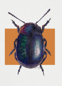Metallic beatle, Marabu Graphix Metallic and Pearlescent Aqua Inks, March 2022