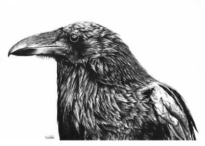 Crow, acrylic ink on paper, 2023